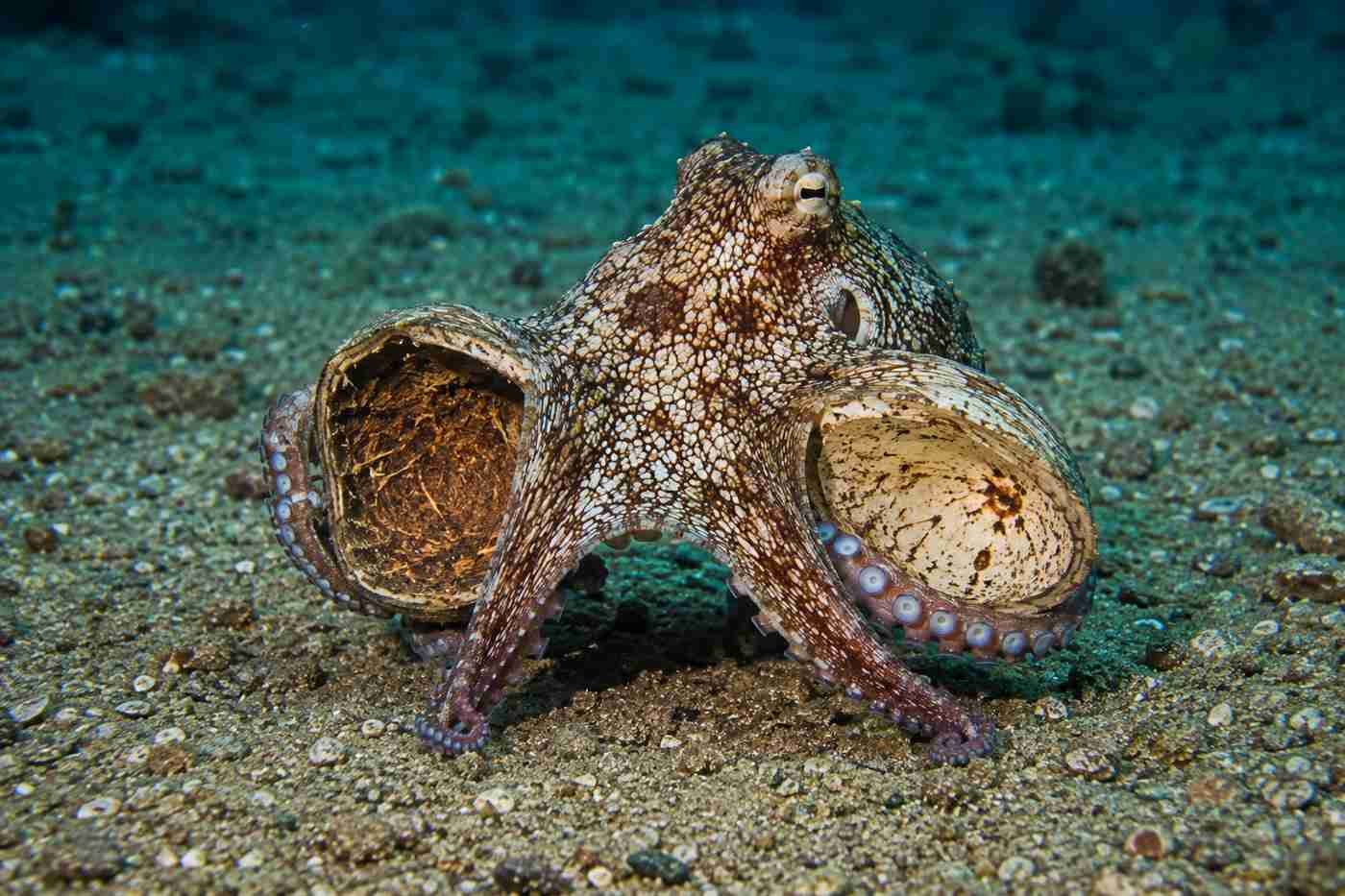 Coconut octopus carrying shell halves across the sandy seafloor