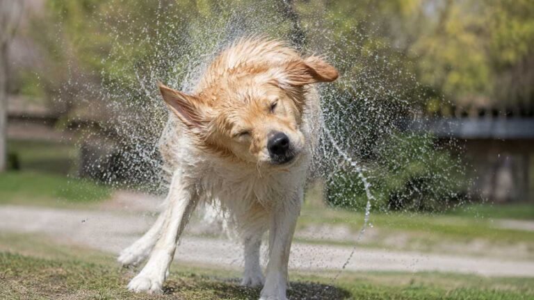 Wet dog shaking off water after getting wet