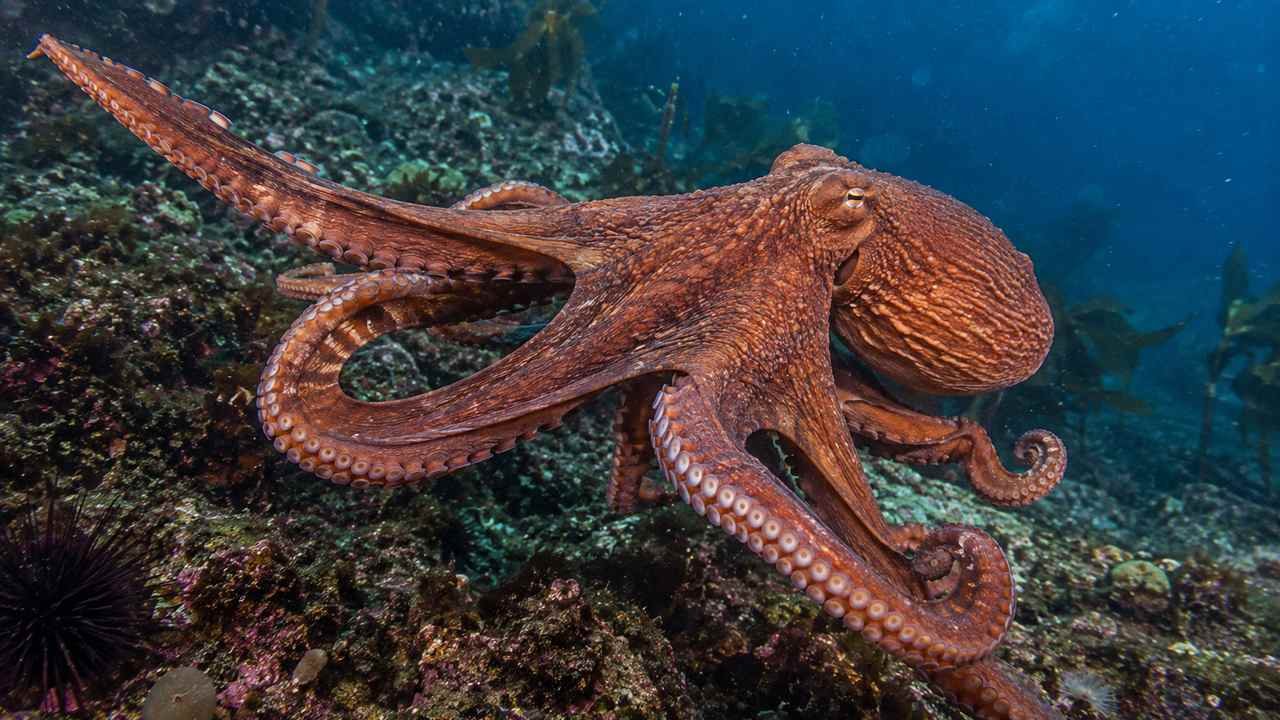Octopus exploring a rocky reef, illustrating the short but remarkable life of an octopus