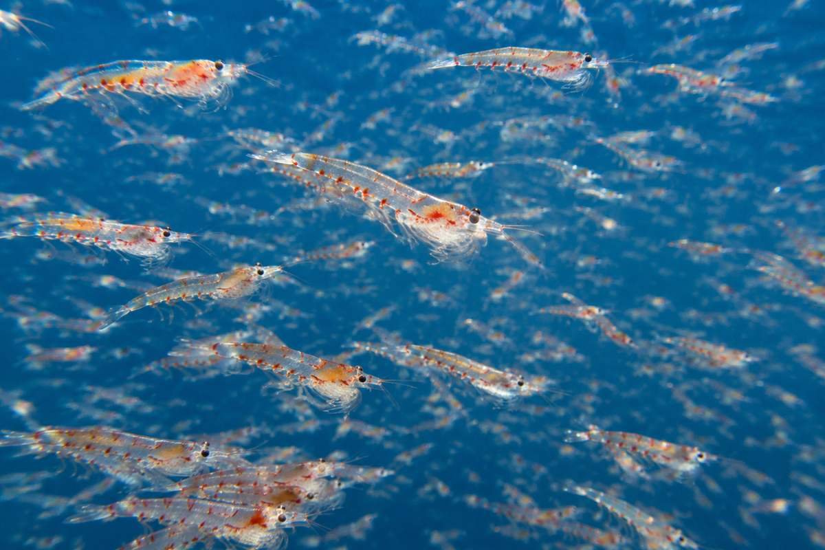 Krill swarm representing a key food source affected by climate change
