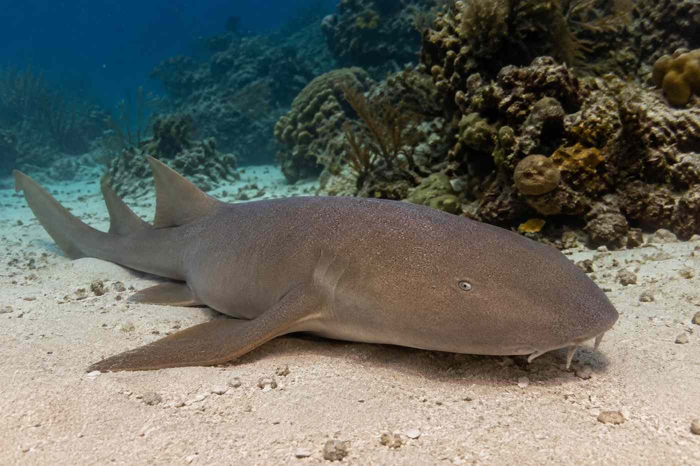 Nurse shark resting still on the ocean floor without swimming