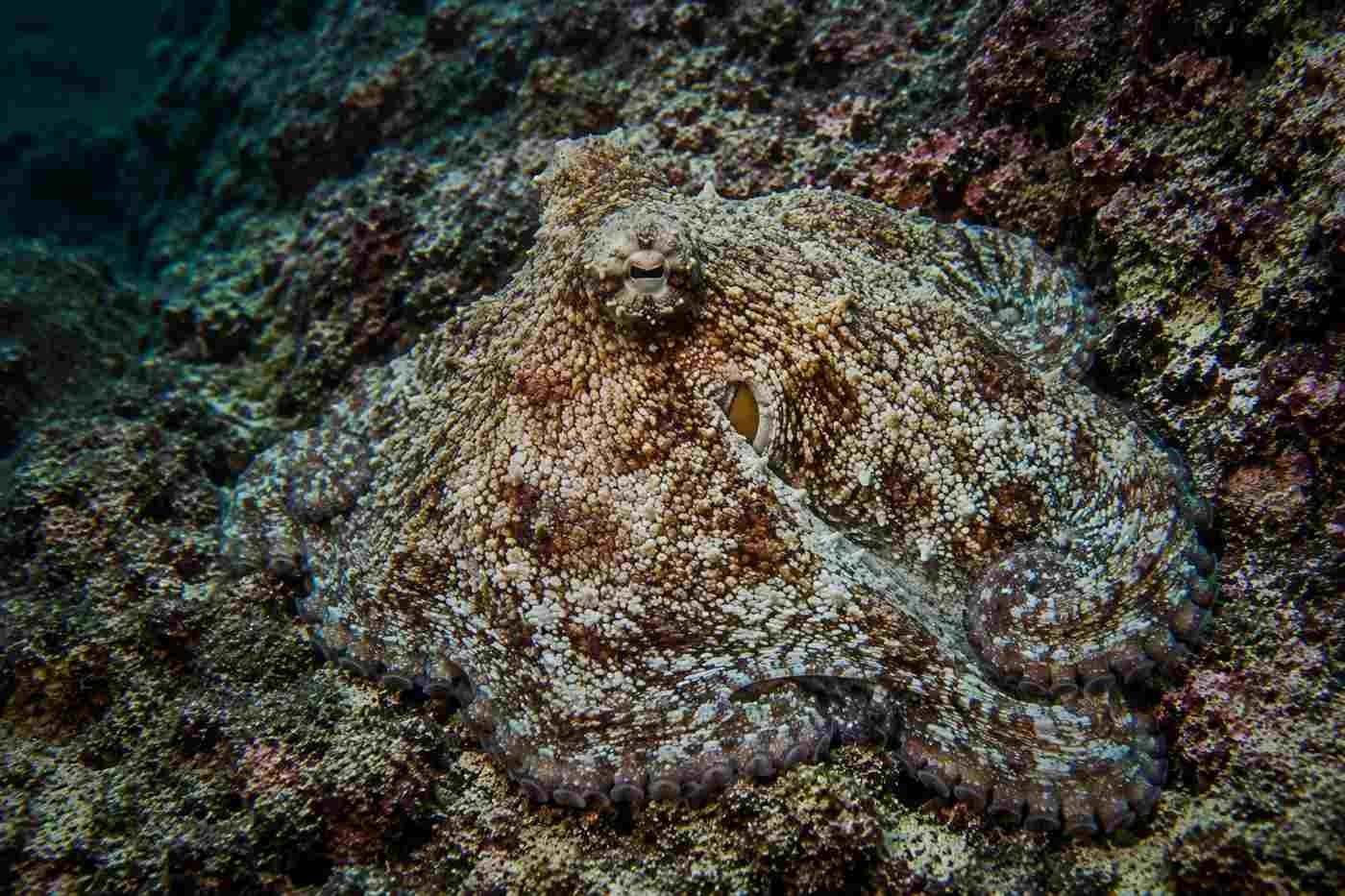 Octopus camouflaged against a rocky seafloor