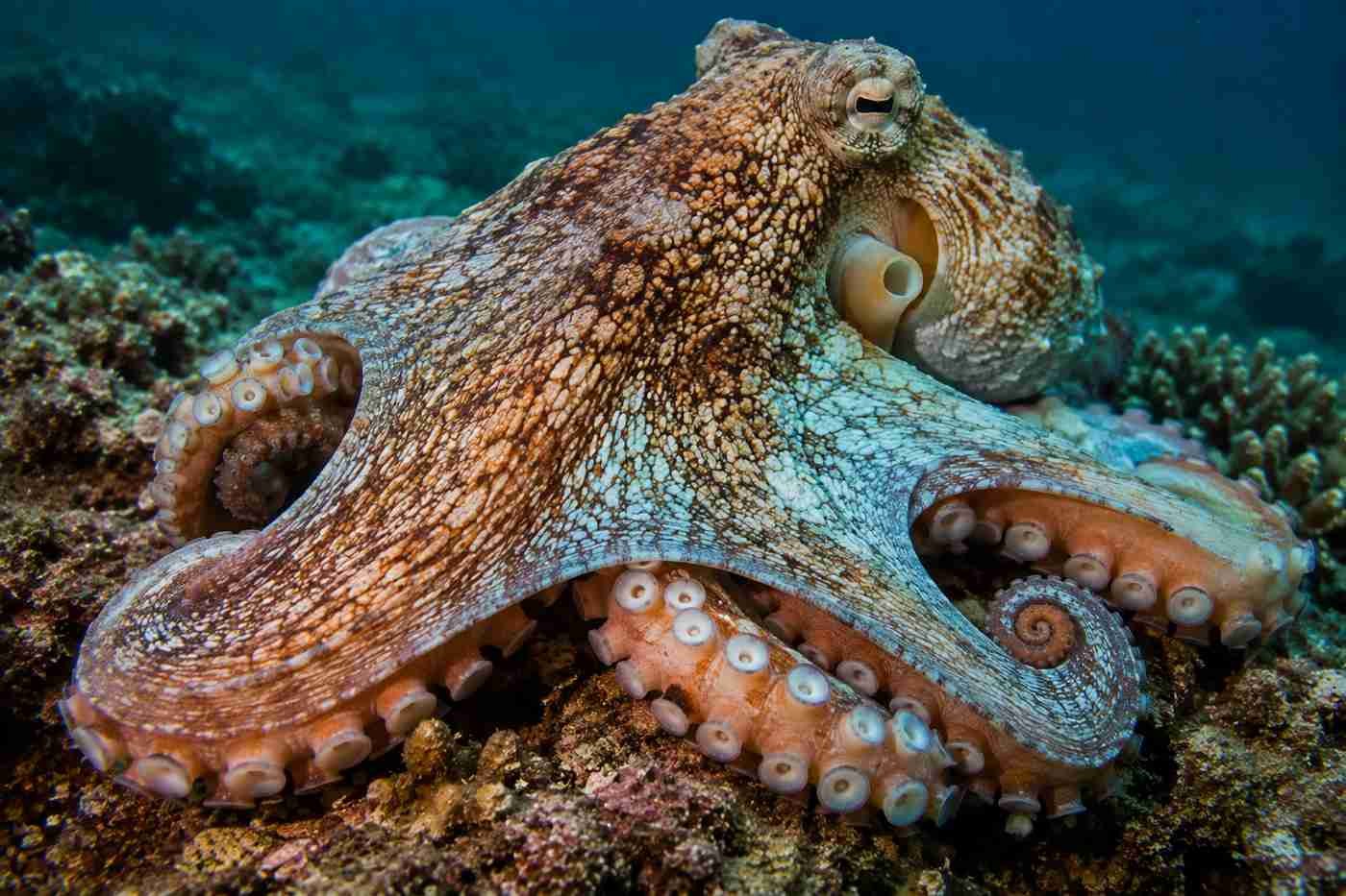 Close-up of an octopus's soft boneless body