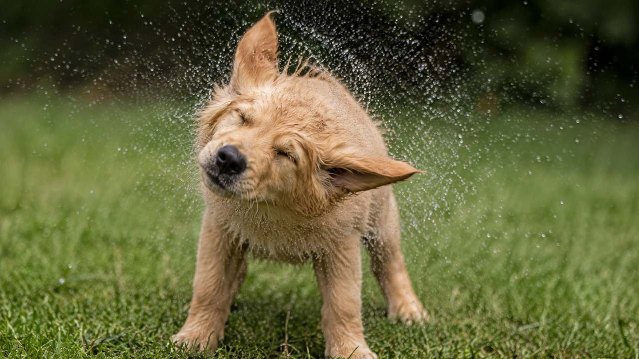 Puppy shaking its body after getting wet