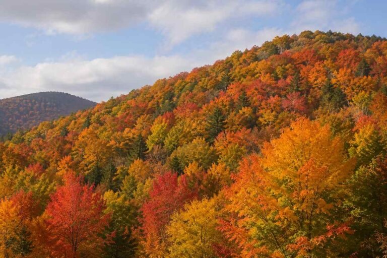Forest hillside covered in red orange and yellow fall foliage
