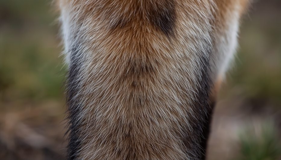 Alt Text: Close-up of the base of a fox's tail showing dense fur texture

