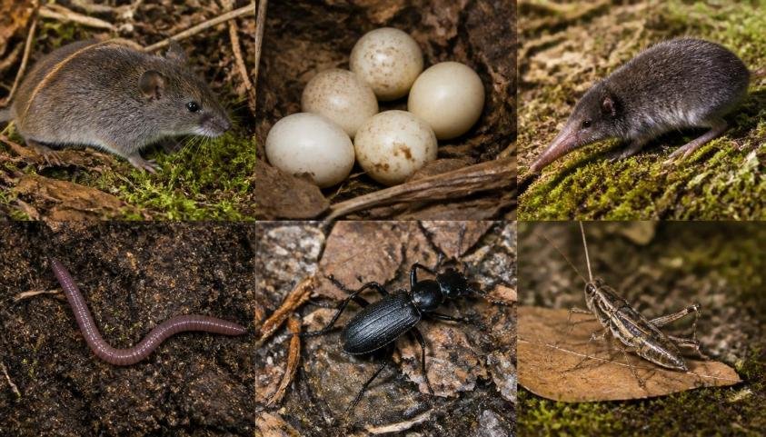 Alt text: Small animals and eggs representing typical food cached by foxes
