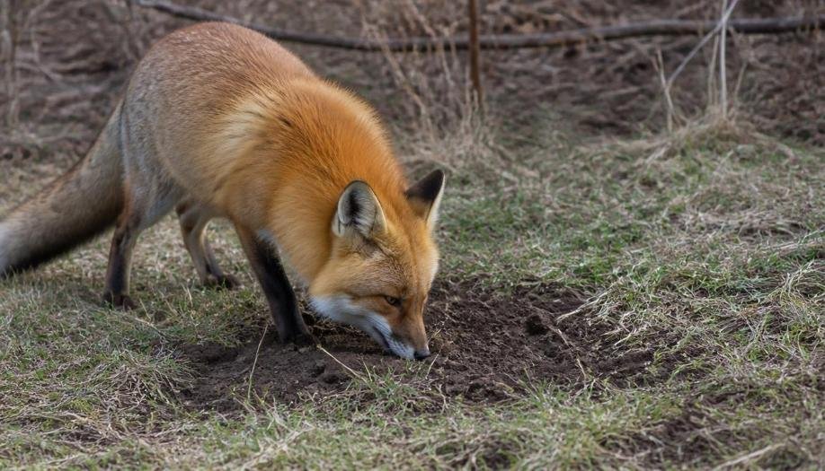 Alt text: Fox digging a hole in the ground with its front paws
