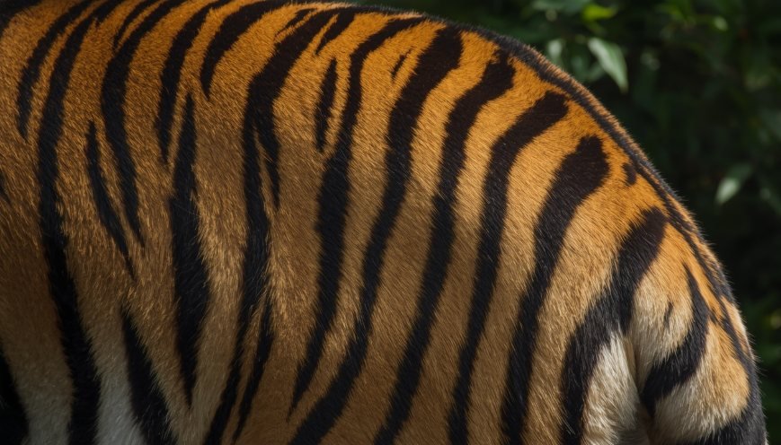 Alt Text: Close-up of a tiger's unique stripe pattern