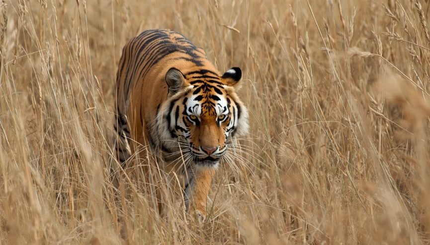 Alt Text: Tiger crouching in tall grass while stalking