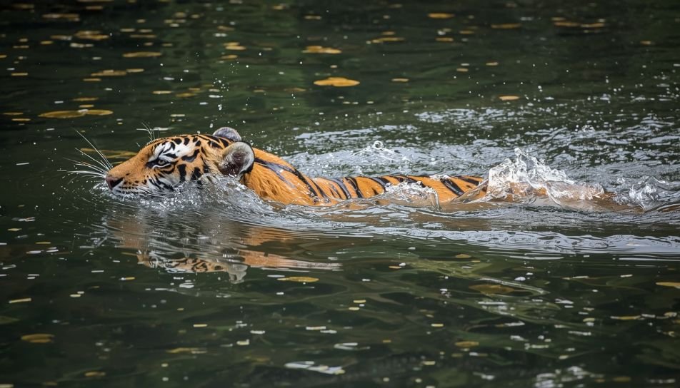 Alt Text: Tiger swimming across a river

