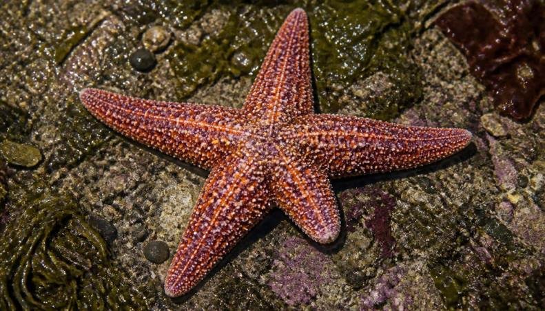 Alt text: Starfish appearing to detach an arm while escaping a nearby predator