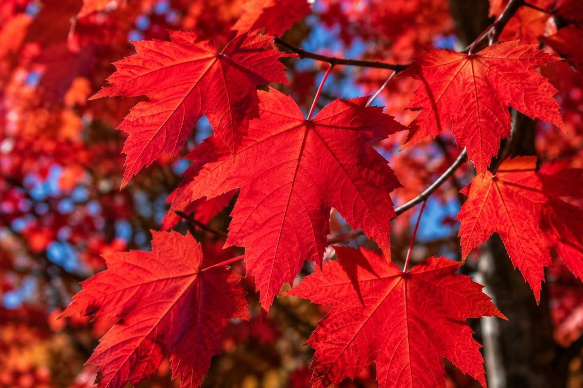 Close-up of vivid red maple leaves in autumn