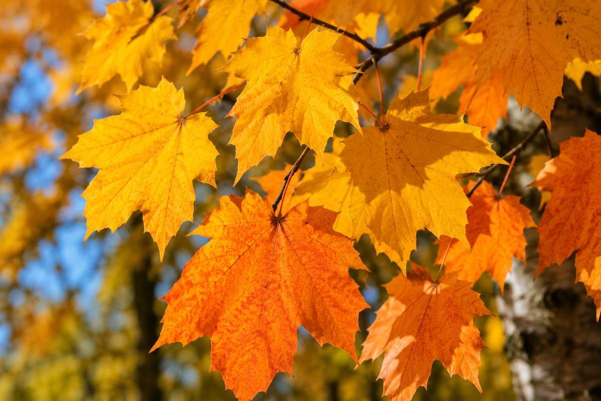 Close-up of yellow and orange autumn leaves